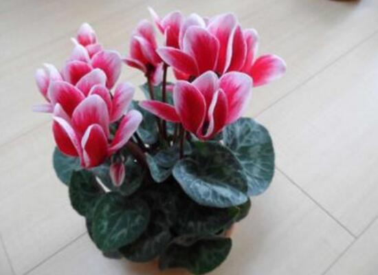 仙客來不長葉子怎么辦，仙客來葉子不茂盛處理方法