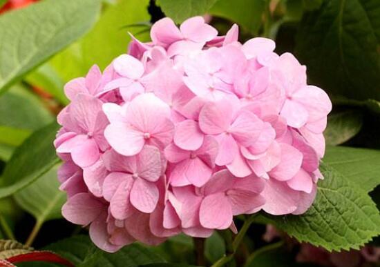 繡球花盆栽養殖方法全解，老農教你八大養殖基本方法