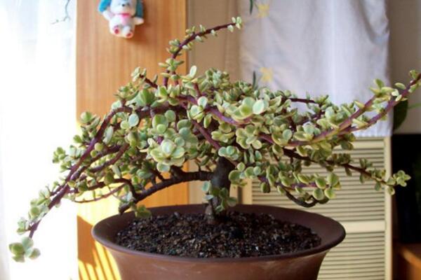 雅樂之舞用什么盆養(yǎng)好，泥制花盆的性價(jià)比最高