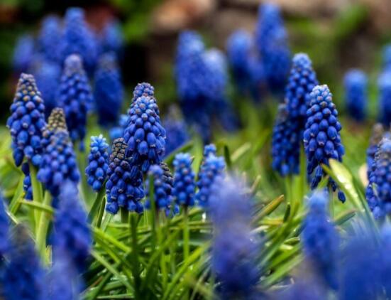 風信子好種嗎,做好這五點就能生根發芽(存活率高)
