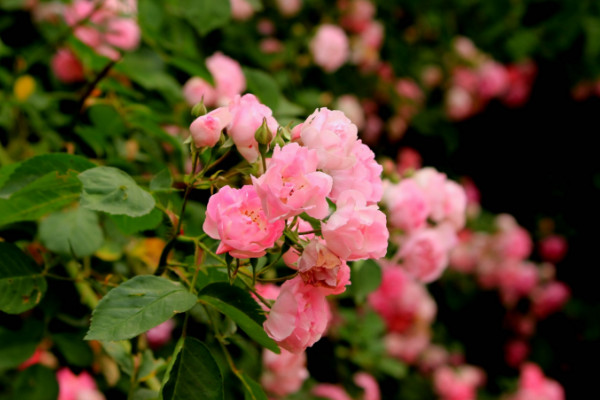 薔薇花怎么種植，播種時間選擇春秋兩季為宜