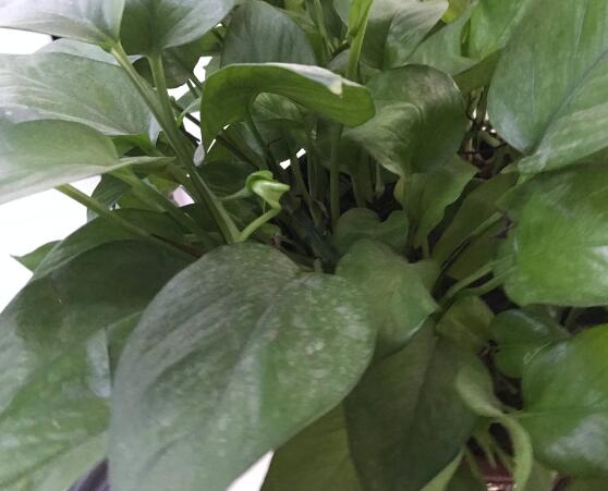 綠蘿有毒嗎，有毒千萬別當菜吃