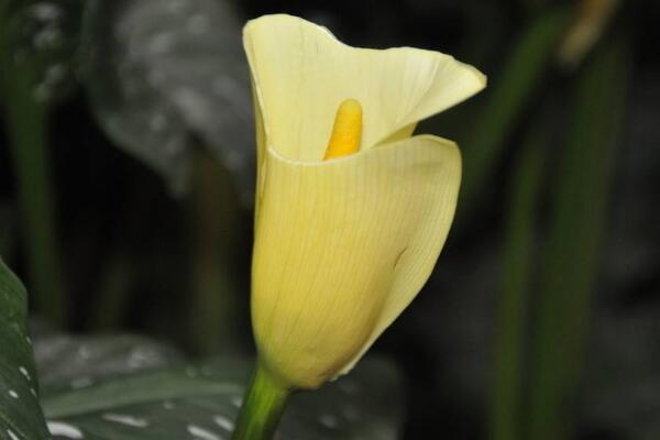 白色馬蹄蓮花語是什么，忠貞不渝、永結(jié)同心