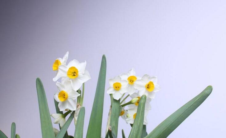 水仙花有哪些種類(lèi)，分中國(guó)水仙和洋水仙兩大類(lèi)