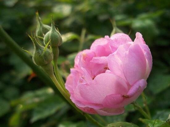 薔薇葉子發(fā)黃還能活么，薔薇花葉子發(fā)黃怎么辦