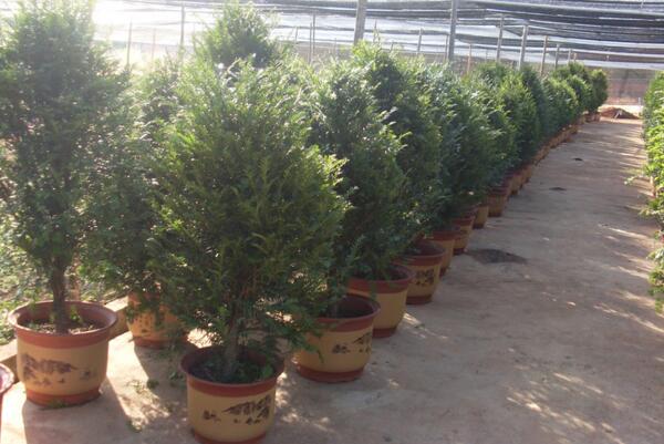 紅豆杉要公母同養嗎，只有公母同樣才能開花結果