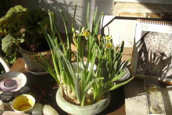 水仙花開(kāi)敗后怎么處理，四個(gè)方法處理水仙花