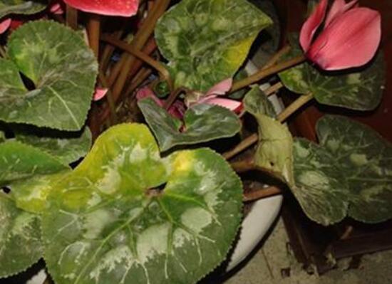 仙客來葉子發(fā)黃的原因，仙客來葉子發(fā)黃怎么辦