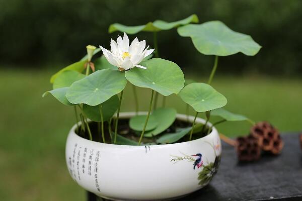 荷花能在室內(nèi)養(yǎng)嗎，可以在室內(nèi)養(yǎng)但要做好以下幾點