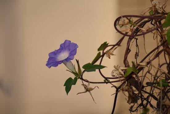 牽牛花的花語是什么，牽牛花代表著愛情、冷靜、虛幻、愛情永固