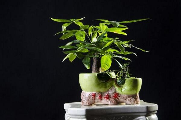 發(fā)財樹怎樣澆水不會死，發(fā)財樹四季澆水要點(diǎn)
