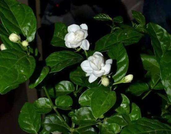 茉莉花掉葉子怎么辦，四種原因以及解決辦法