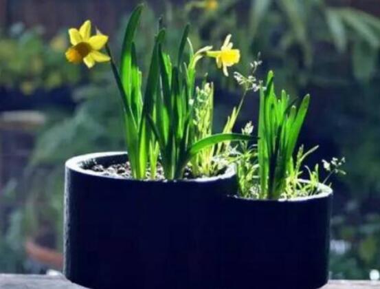 水仙花如何沙養，做好這五個基本要點便枝繁葉茂、花開爆盆