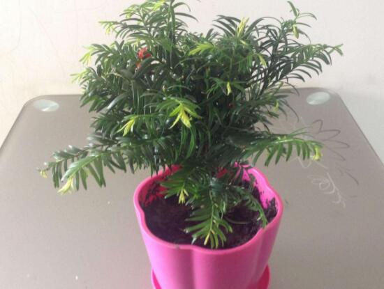 紅豆杉適合擺放在哪里，盤點風水最好的五個位置