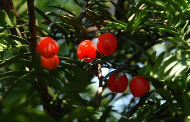 家里養紅豆杉樹好嗎，好/放在家中的這幾個方位上最好
