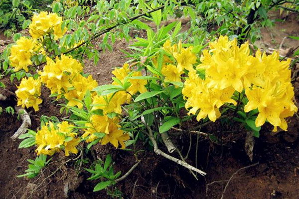 羊躑躅怎么養(yǎng)，使用微酸性土壤進行養(yǎng)護