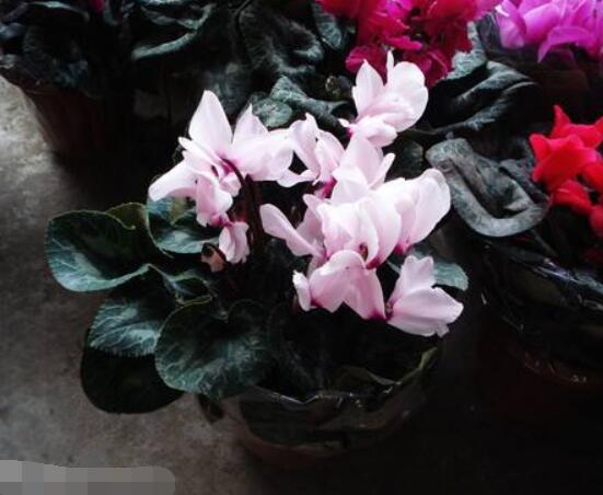 仙客來的花期是什么時候，每年冬季含苞盛放(12月至5月)