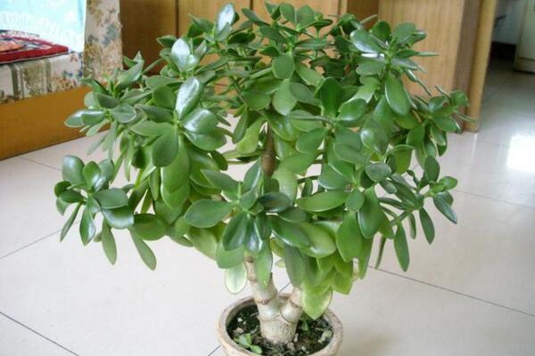 燕子掌怎么養(yǎng)長(zhǎng)得快，分析燕子掌養(yǎng)殖6大技巧