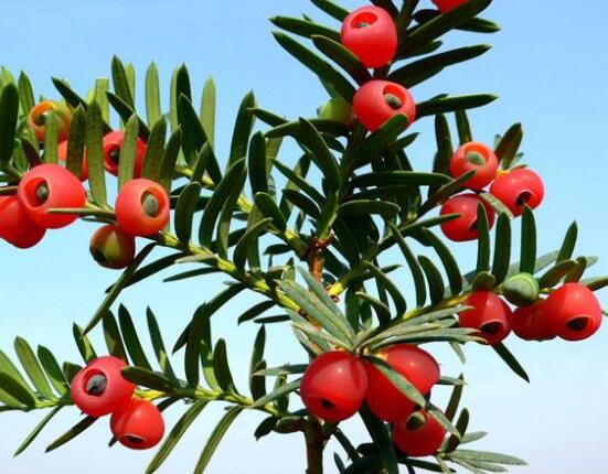 紅豆杉怎么換盆，三個簡單方法教你輕松學(xué)會