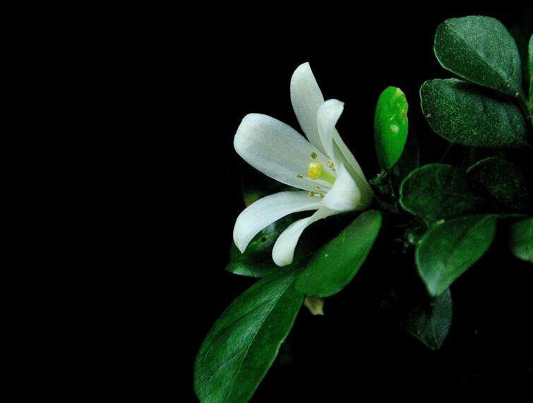 九里香花期養護方法，在開花的時候要注意這3種情況