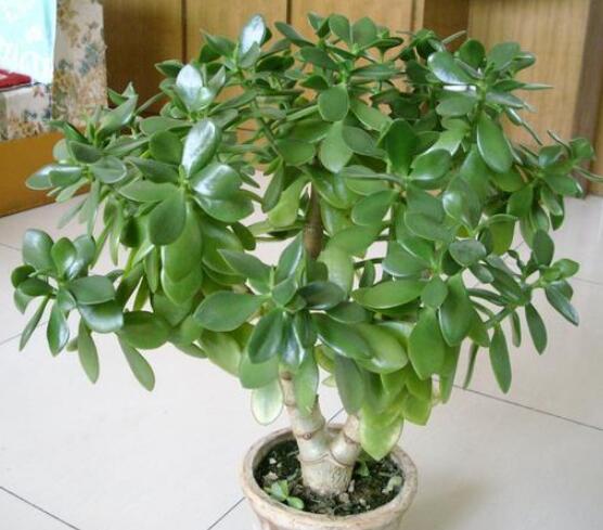 燕子掌能放在室內(nèi)養(yǎng)嗎，能/吸收有害氣體、釋放氧氣(身體健康)