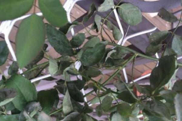 薔薇花病害及防治方法，四種病害的癥狀以及防治