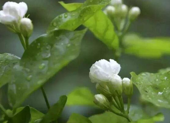 茉莉花什么時候開花，茉莉花一年可開三次花