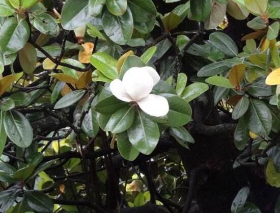 橡皮樹的花語是什么，橡皮樹開花的寓意