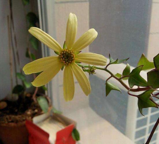 常春藤會(huì)開花嗎，常春藤什么時(shí)候開花