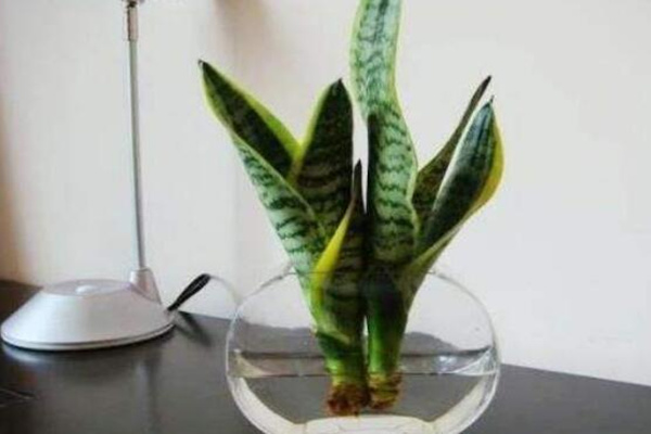 水培虎皮蘭能過冬嗎，注意保暖并加強光照