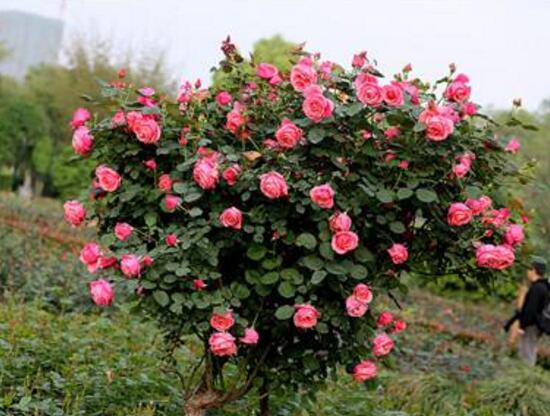 月季花怎么修剪，月季花的修剪方法