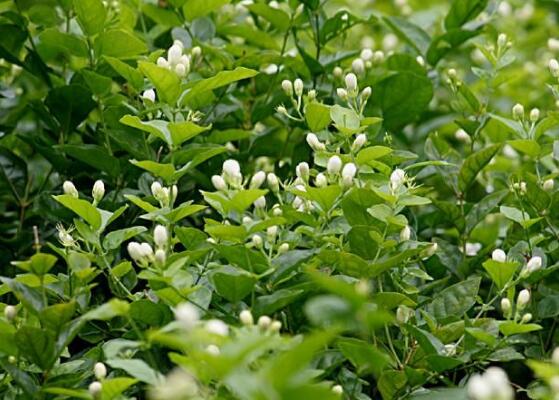 茉莉花花期多久，茉莉花花期長(zhǎng)達(dá)半年(5-10月)