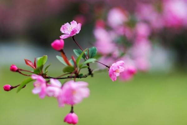海棠花的花語是什么，海棠花代表的四種意思
