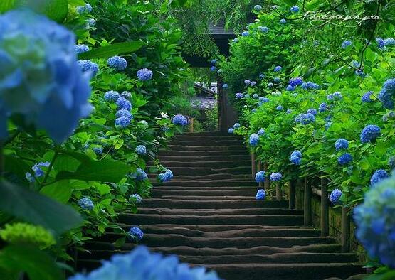 繡球花夏季怎么養，六個方法教你安然度夏
