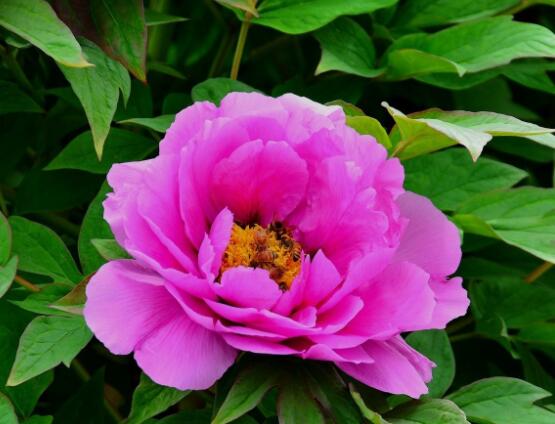 牡丹花為什么不能進(jìn)家門，生長(zhǎng)環(huán)境不適/風(fēng)水氣勢(shì)強(qiáng)大(危害性強(qiáng))