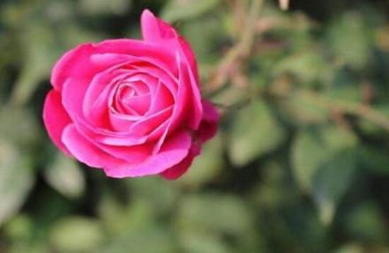 月季花怎么養，月季花的養殖方法