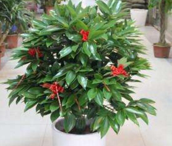 平安樹(shù)開(kāi)花嗎，平安樹(shù)養(yǎng)多久可以開(kāi)花