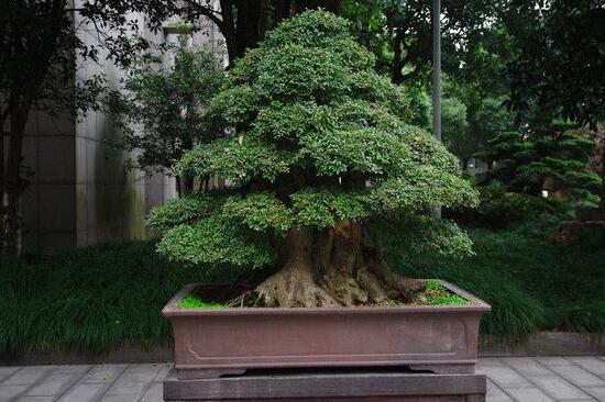 榕樹盆景為什么掉葉,四種原因以及解決辦法