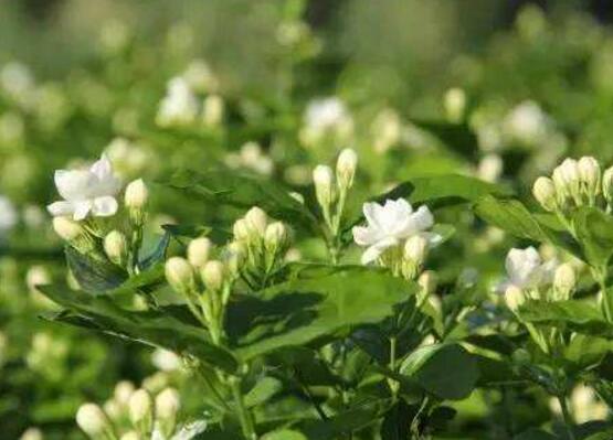 茉莉花爛根了怎么辦，換土換盆洗凈重新種植