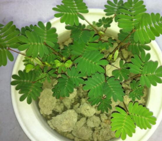 含羞草的作用與功效，預(yù)測地震、消腫止痛