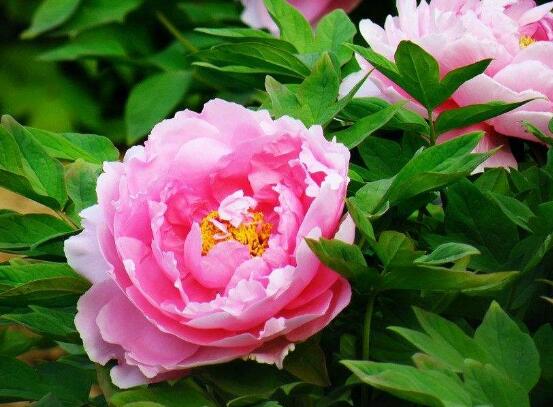 牡丹花花期，牡丹花的花期4-5月份(綻放十天)