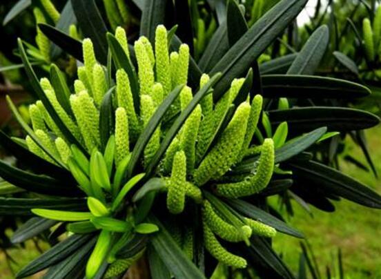 羅漢松會開花嗎，羅漢松開花三年一開