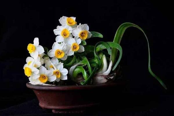 水仙花不開花怎么辦,四種原因以及解決方法
