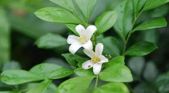 茉莉不開花是什么原因,注意這六點讓你的茉莉花爆盆