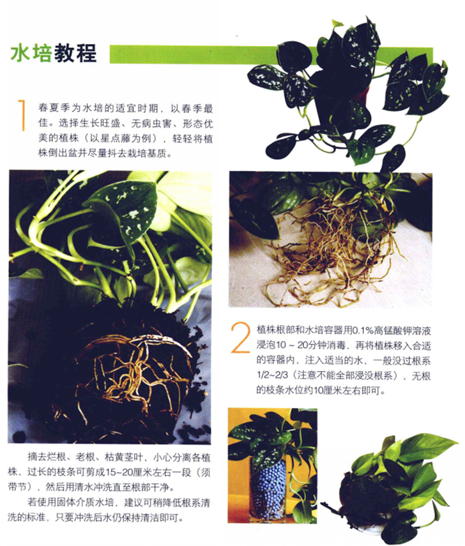 綠蘿水培方法圖解，圖文并茂給你一個(gè)全新的水培方法步驟"
