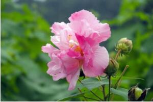 芙蓉花什么時候開，芙蓉花一年開幾次花"
