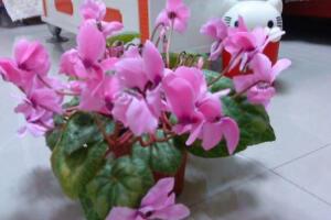 仙客來開花后怎么養(yǎng)，仙客來花的養(yǎng)護(hù)技巧"