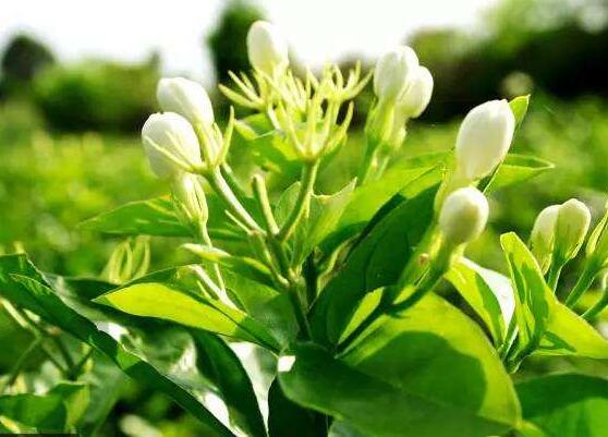 茉莉花施什么肥好，茉莉花施磷鉀肥和有機肥最好"
