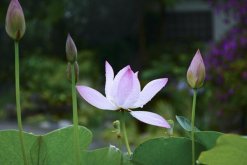 家里為什么不能養(yǎng)荷花，陰氣重且不聚財(cái)"