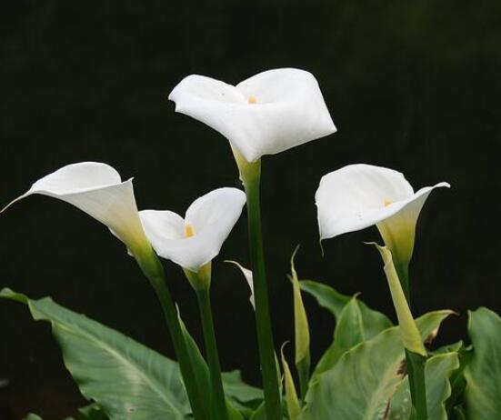馬蹄蓮的養(yǎng)殖方法和注意事項，教你最實用五點基本養(yǎng)殖方法"